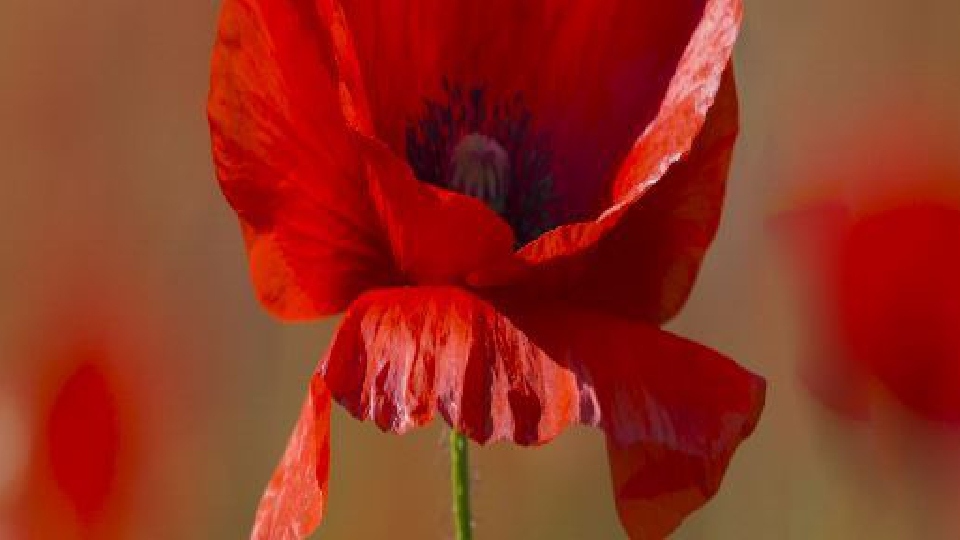 Due to the Covid-19 pandemic and the importance of maintaining social distancing, this year’s commemorations are going to be very different Due to the Covid-19 pandemic and the importance of maintaining social distancing, this year’s commemorations are going to be very different
