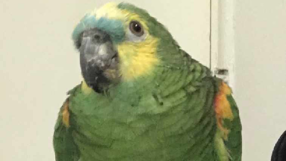 This lost Blue-fronted Amazon parrot is very friendly