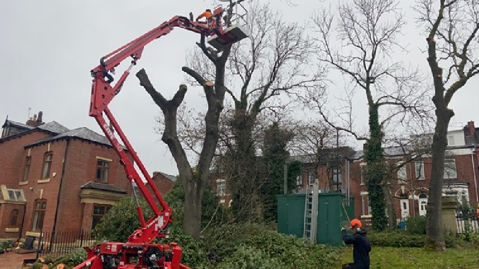 Oldham Council has been busy tackling the dangerous ash tree disease