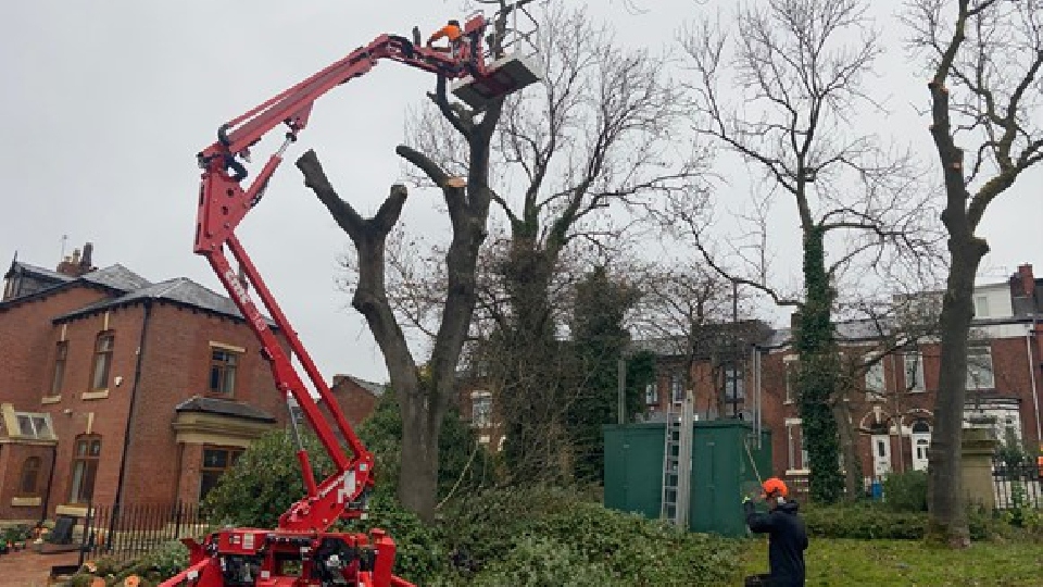 Oldham Council has been busy tackling the dangerous ash tree disease Oldham Council has been busy tackling the dangerous ash tree disease