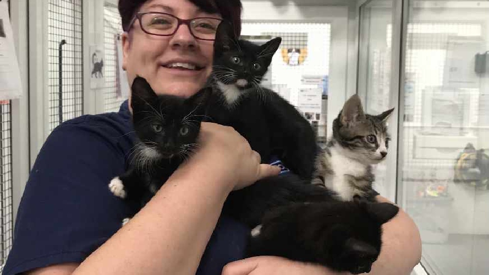 RSPCA manager Susie Hughes is pictured with the four rescued kittens