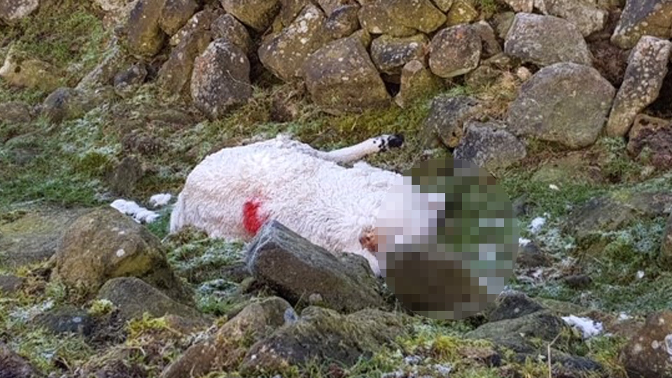 The ram may have been killed by a crossbow The ram may have been killed by a crossbow