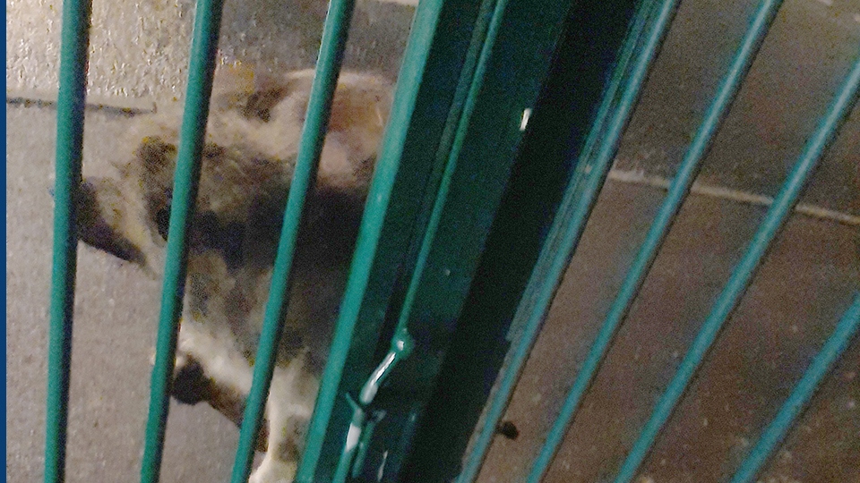 Oscar was tied to the Dogs Trust in the night Oscar was tied to the Dogs Trust in the night
