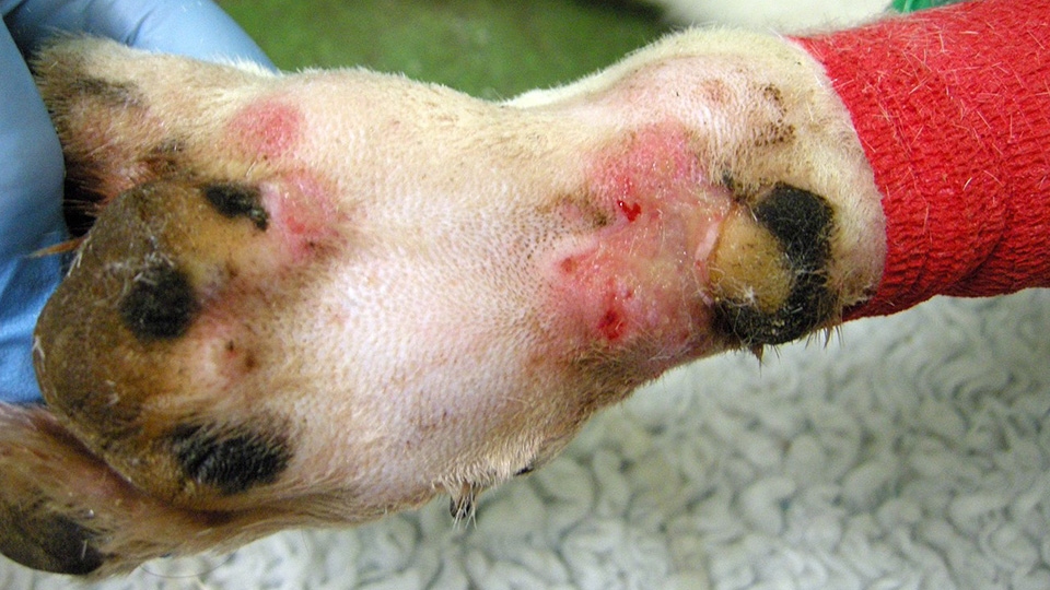 Alabama Rot signs in dogs