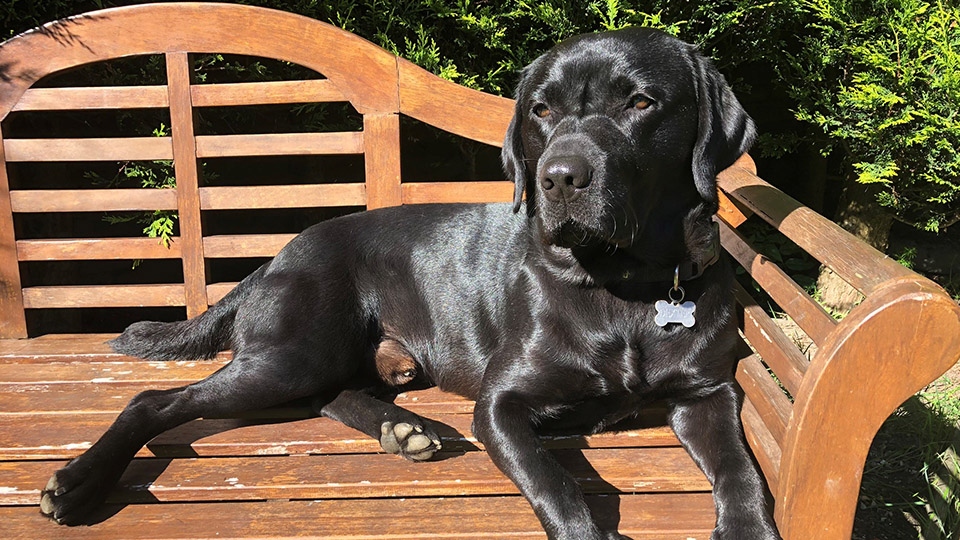 Dexter the black Labrador