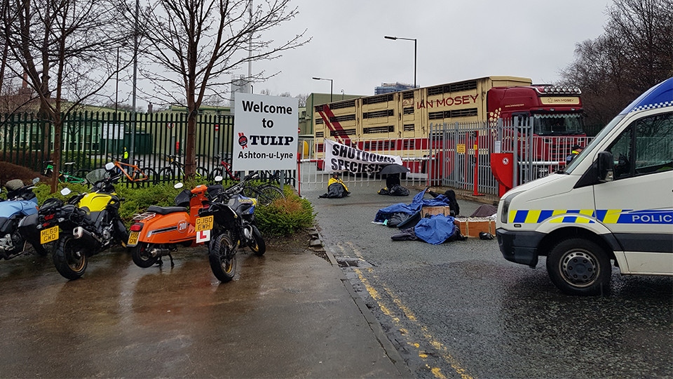 Activists chained themselves outside of Tulip in Ashton today