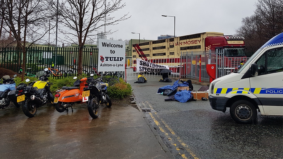 Activists chained themselves outside of Tulip in Ashton today Activists chained themselves outside of Tulip in Ashton today