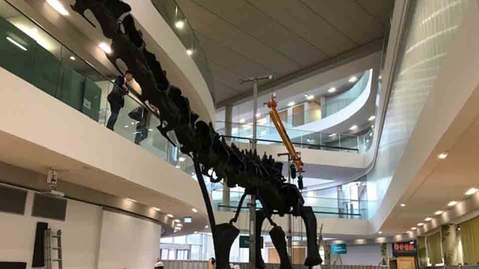 The Natural History Museum's famous dinosaur 'Dippy' The Natural History Museum's famous dinosaur 'Dippy'