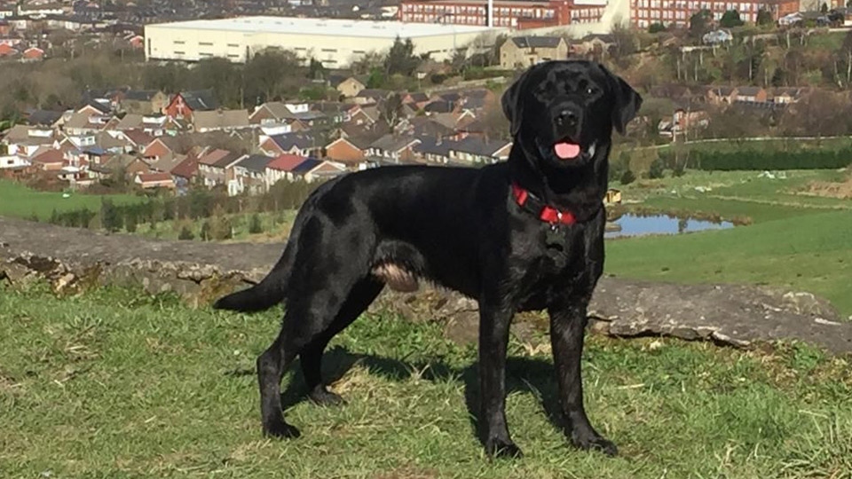 Dexter the 3 year old Labrador 