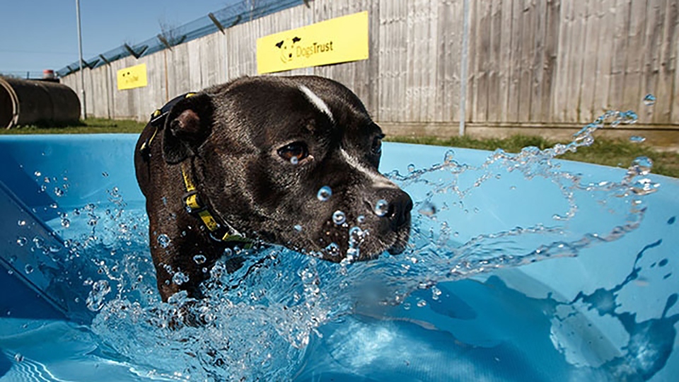 Dogs Trust Manchester will move to an appointment-only system for potential adopters from 5pm tomorrow