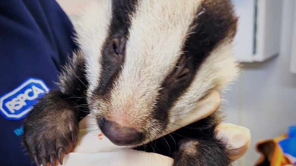 The eight-week old female badger is now recovering well and is being hand-reared