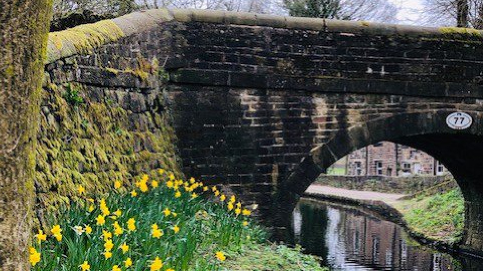 Earlier in the year UCAN volunteers planted more than 500 daffodil bulbs in various spots alongside the Huddersfield Narrow Canal towpath