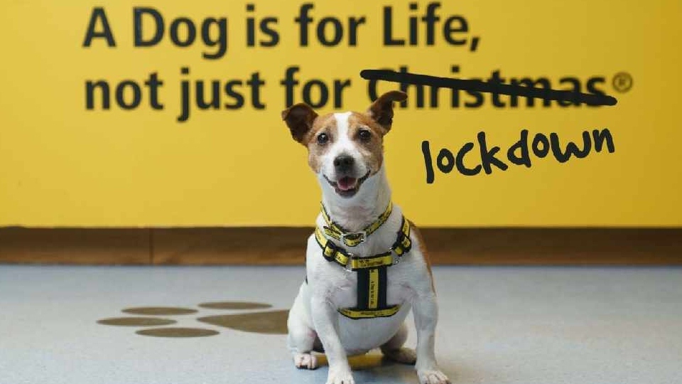 More than £13million has been awarded to Dogs Trust since the partnership with People’s Postcode Lottery first began in 2013