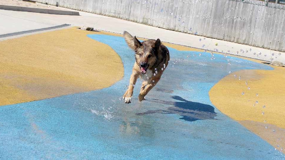 working for dogs trust