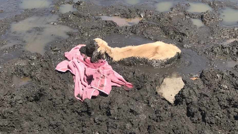 The little calf ended up in trouble after venturing into a boggy pond that had dried up in the hot weather The little calf ended up in trouble after venturing into a boggy pond that had dried up in the hot weather