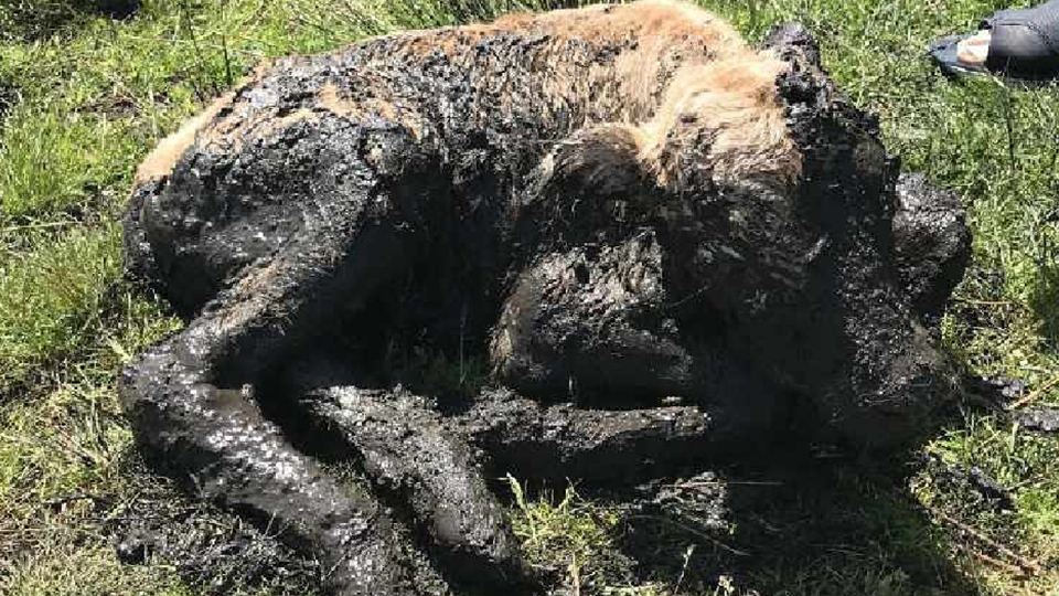 The little calf ended up in trouble after venturing into a boggy pond that had dried up in the hot weather