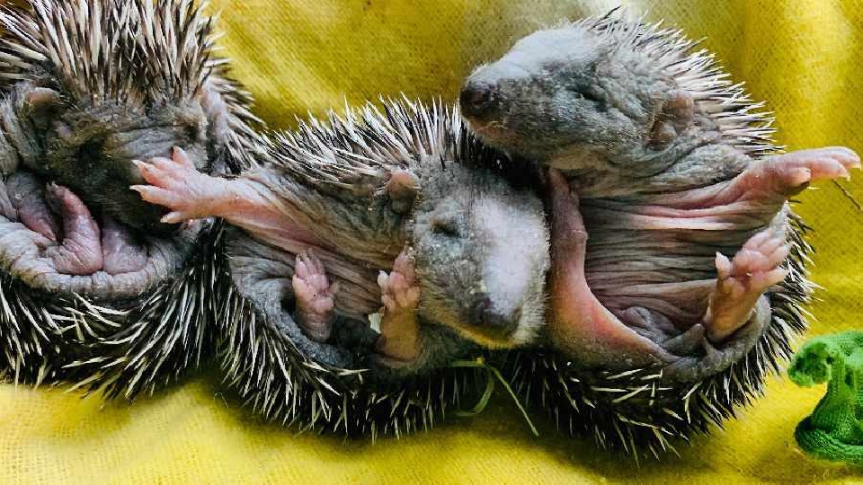 The tiny newborn hedgehogs were found with their mum inside a shed which was due to be knocked down