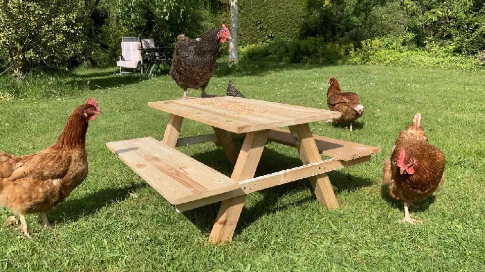Andy Wilson did his DIY on the ‘cheep’, using leftover wood to produce his so-called “chicknic table”