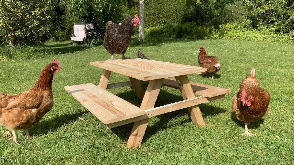 Andy Wilson did his DIY on the ‘cheep’, using leftover wood to produce his so-called “chicknic table” Andy Wilson did his DIY on the ‘cheep’, using leftover wood to produce his so-called “chicknic table”