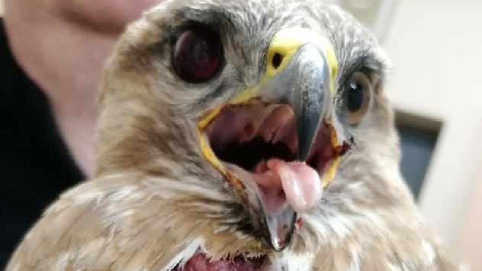A member of the public found a buzzard dying on the ground in June, and contacted the RSPB