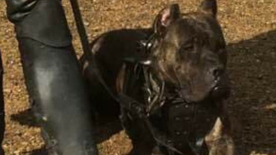 Odin was one of five Canary mastiffs belonging to a private security firm who patrolled farm roads with three specially trained handlers near Dovestone Reservoir