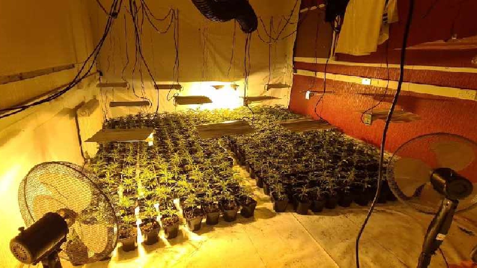 Officers forced entry to the building and uncovered a vast cannabis farm – covering multiple rooms and containing an estimated 3,000 plants, with an estimated street value of £1.2 million Officers forced entry to the building and uncovered a vast cannabis farm – covering multiple rooms and containing an estimated 3,000 plants, with an estimated street value of £1.2 million