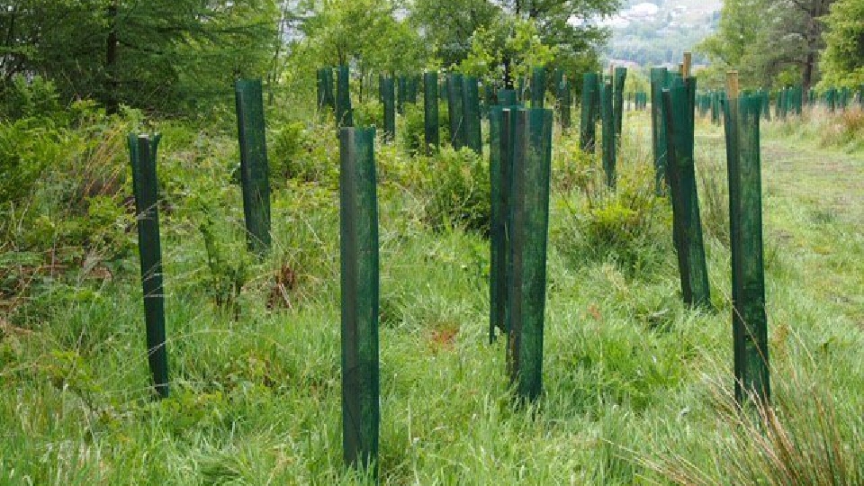 Trees that had been planted on Crompton Moor have now been restored after they were damaged Trees that had been planted on Crompton Moor have now been restored after they were damaged