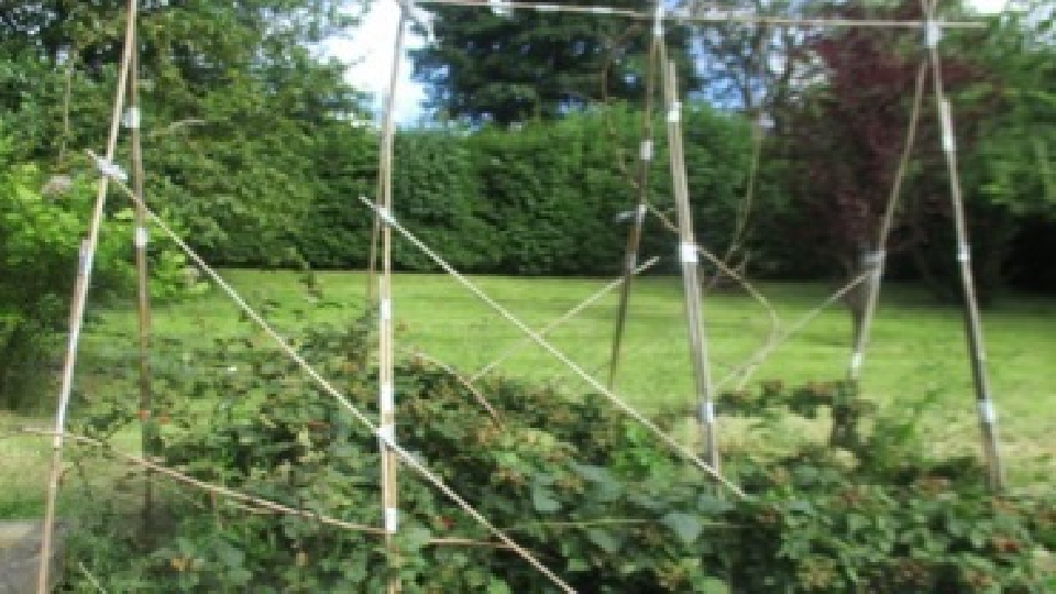 Birchwood staff have been looking back at the progress their garden has made over the years Birchwood staff have been looking back at the progress their garden has made over the years
