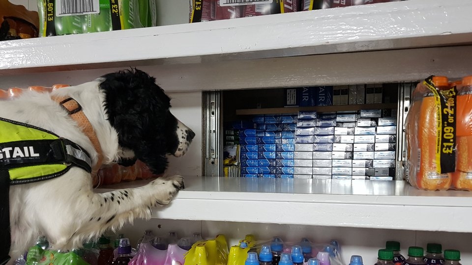 A specially trained sniffer dog helps uncover more illegal tobacco and cigarettes A specially trained sniffer dog helps uncover more illegal tobacco and cigarettes