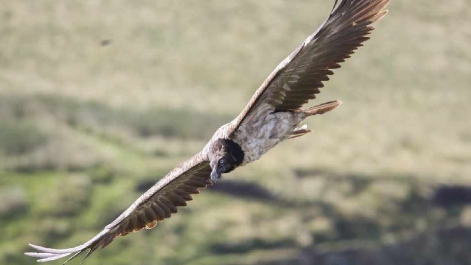 A rare European bearded vulture. Picture courtesy of Austin Morley