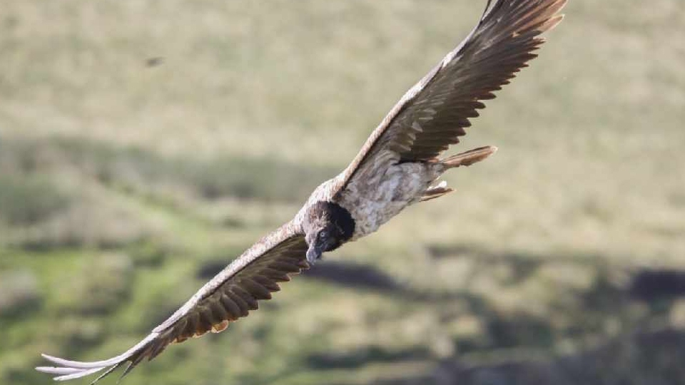 A rare European bearded vulture. Picture courtesy of Austin Morley A rare European bearded vulture. Picture courtesy of Austin Morley