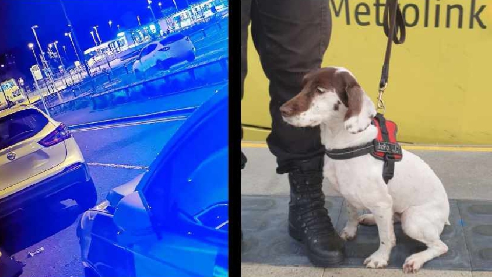 Seven-year-old police dog Lucy pictured on duty. Image courtesy of the GMP Oldham Central Facebook page