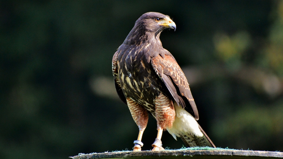 Peregrine falcons had their best year in a decade