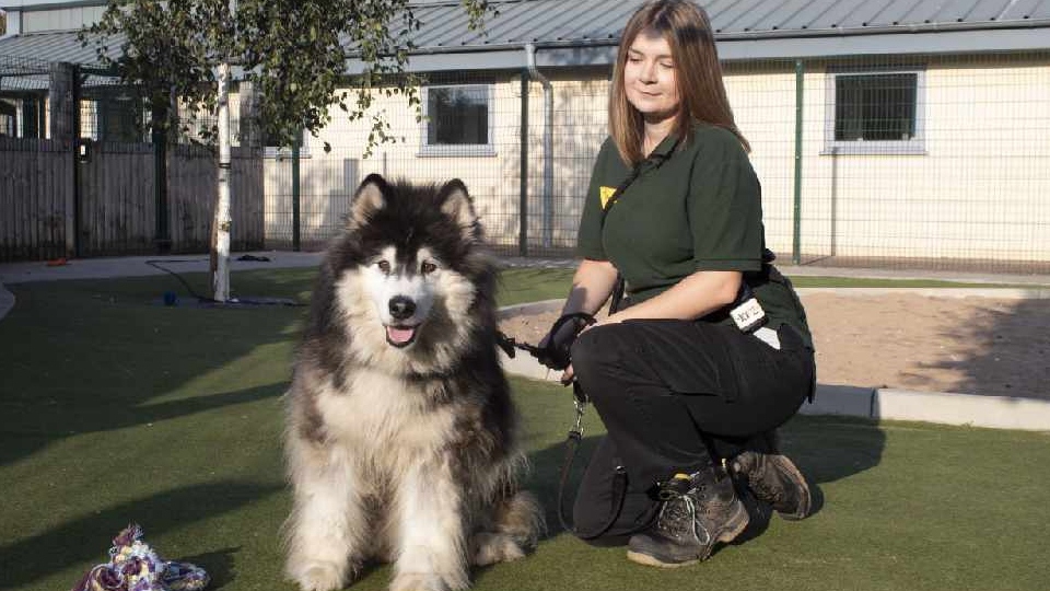 Older Age Pooch Chicota is pictured with Canine Carer Kerry Gormley