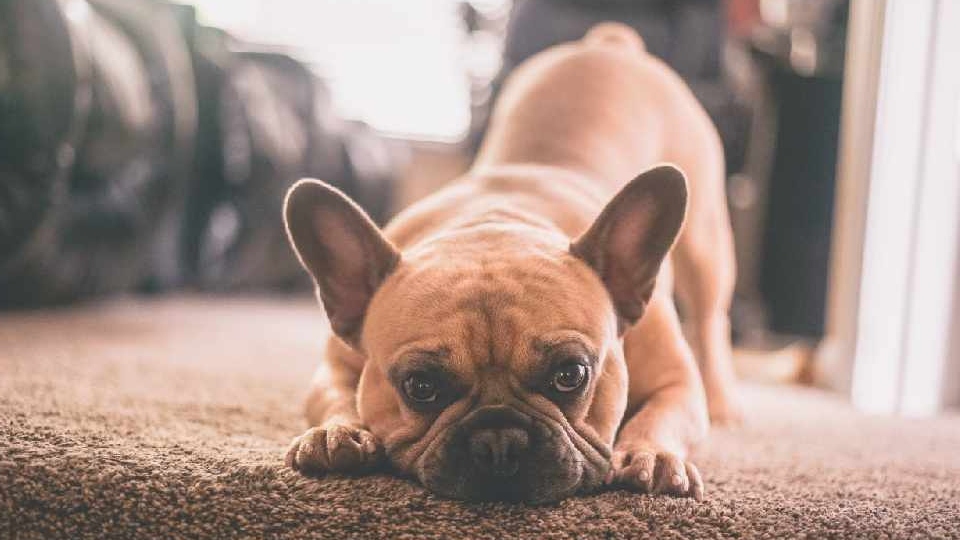 An expert at leading pet brand Webbox is warning owners to prepare for a ‘pet anxiety pandemic’ as dogs adjust to not having their family around
