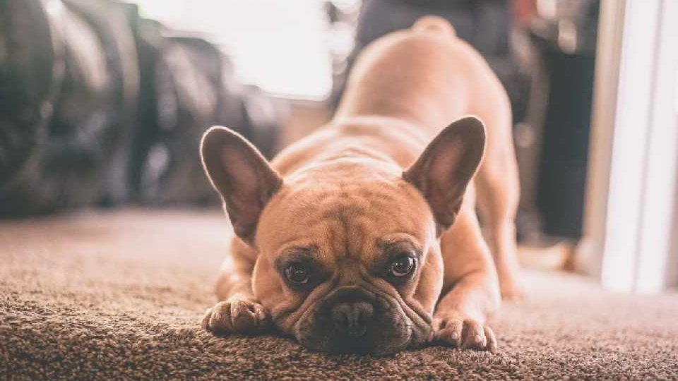 An expert at leading pet brand Webbox is warning owners to prepare for a ‘pet anxiety pandemic’ as dogs adjust to not having their family around An expert at leading pet brand Webbox is warning owners to prepare for a ‘pet anxiety pandemic’ as dogs adjust to not having their family around