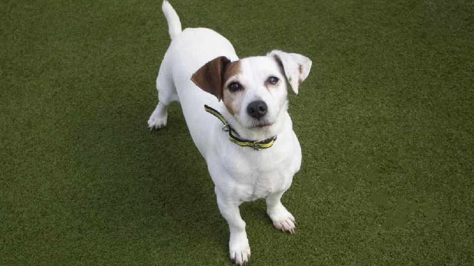 The 2 millionth call to Dogs Trust's contact centre was from a dog lover wanting to adopt older age pooch, Bella