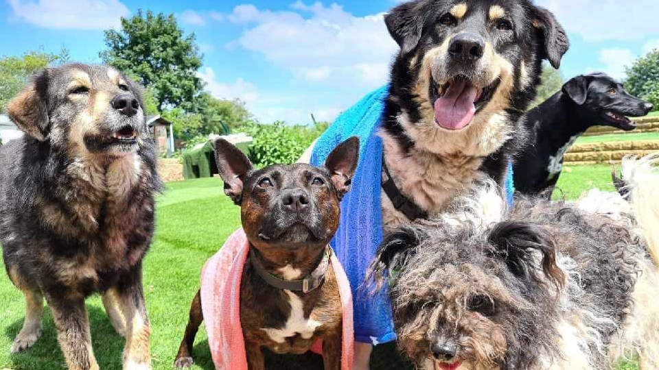 Dogs4Rescue has launched its latest fundraising drive to help unwanted, abandoned and abused dogs from the UK and beyond by securing an oasis on a rural site on the outskirts of Manchester