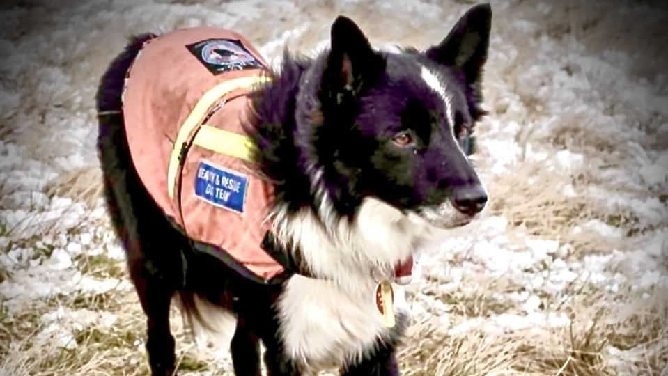 Search dog Ty