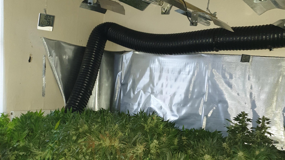 The cannabis farm in Rockhampton Street The cannabis farm in Rockhampton Street