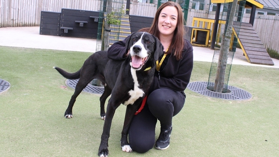 Nicola Hardman is pictured with former Dogs Trust Manchester resident, Bear Nicola Hardman is pictured with former Dogs Trust Manchester resident, Bear