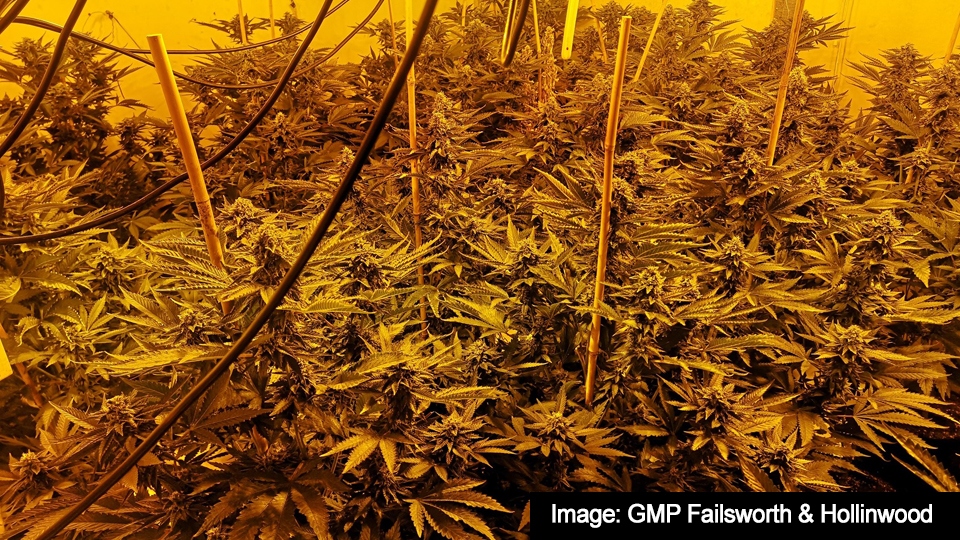 The cannabis plants discovered in Hollinwood The cannabis plants discovered in Hollinwood