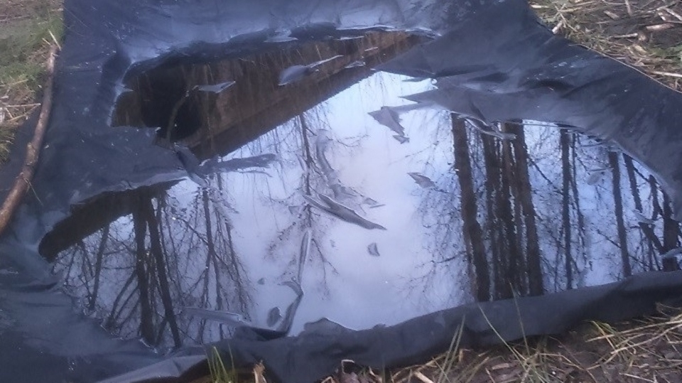 The new pond on land alongside the canal in Uppermill