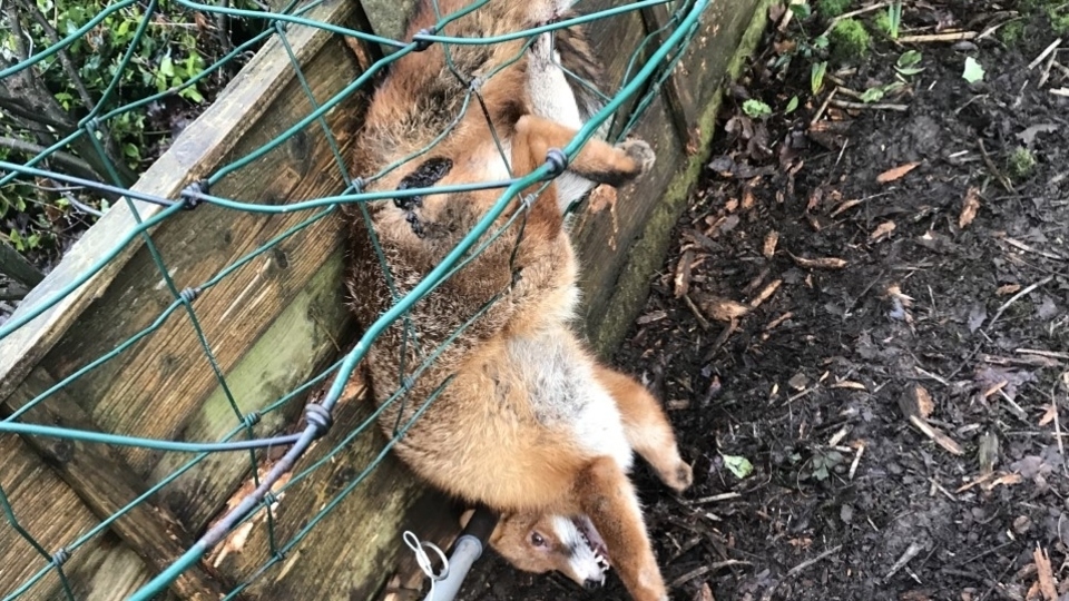 A Middleton man saw the fox trapped in his garden and alerted the RSPCA A Middleton man saw the fox trapped in his garden and alerted the RSPCA