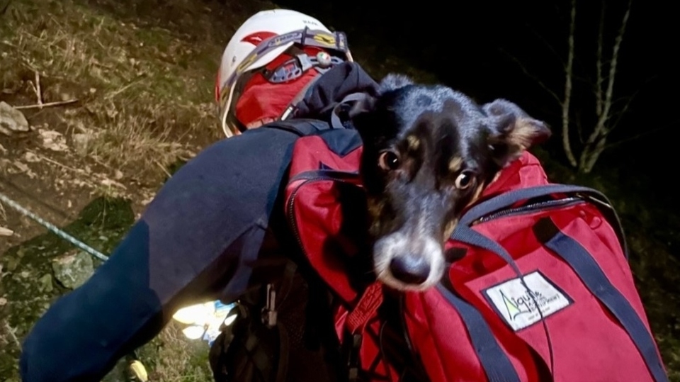Lunar was clearly a bit unsure about going in the rescue bag Lunar was clearly a bit unsure about going in the rescue bag