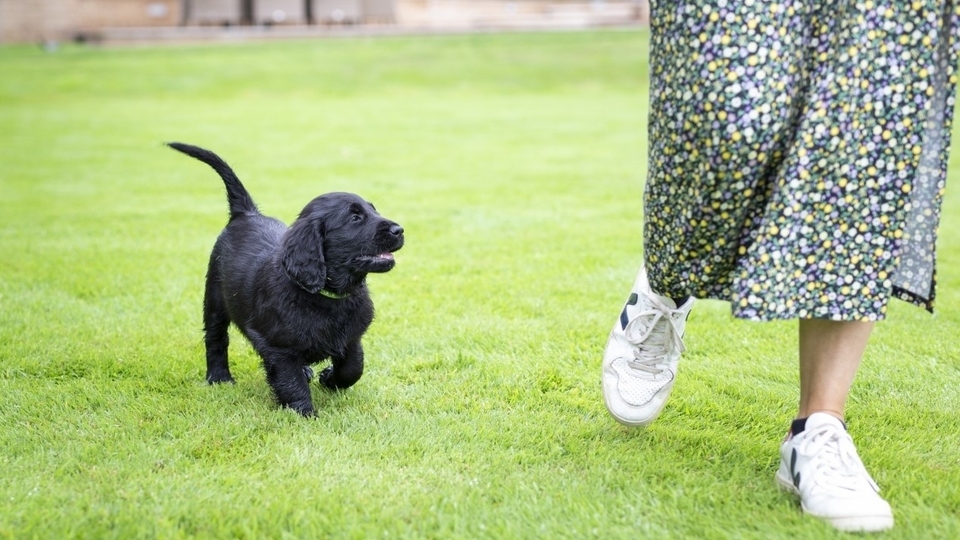 Dogs continue to be an important source of emotional support for their owners during the pandemic. Image courtesy of The Kennel Club Dogs continue to be an important source of emotional support for their owners during the pandemic. Image courtesy of The Kennel Club