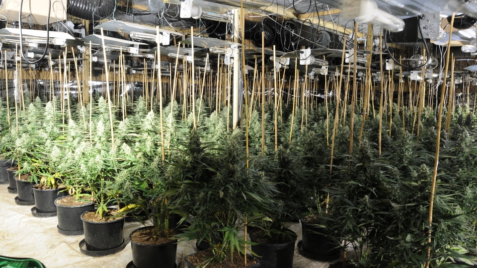 Cannabis plants uncovered during the raid Cannabis plants uncovered during the raid
