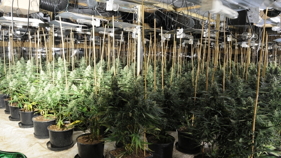 Cannabis plants uncovered during the raid Cannabis plants uncovered during the raid