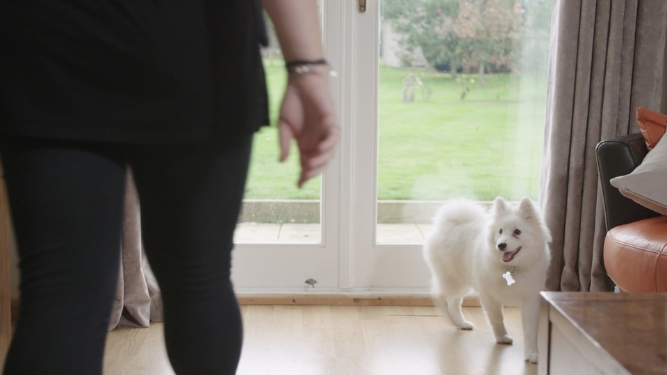 Dogs Trust's Dog School has supported around 3,000 dog owners through their online classes in the first three months of 2021 alone Dogs Trust's Dog School has supported around 3,000 dog owners through their online classes in the first three months of 2021 alone