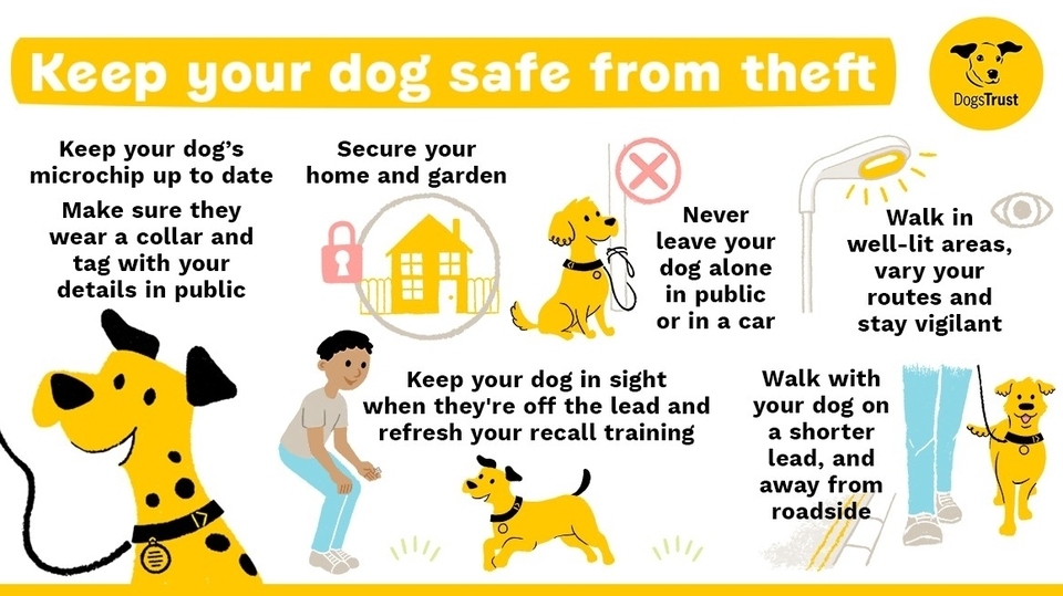 GMP are keen to reassure people that dog thefts are uncommon in the region GMP are keen to reassure people that dog thefts are uncommon in the region